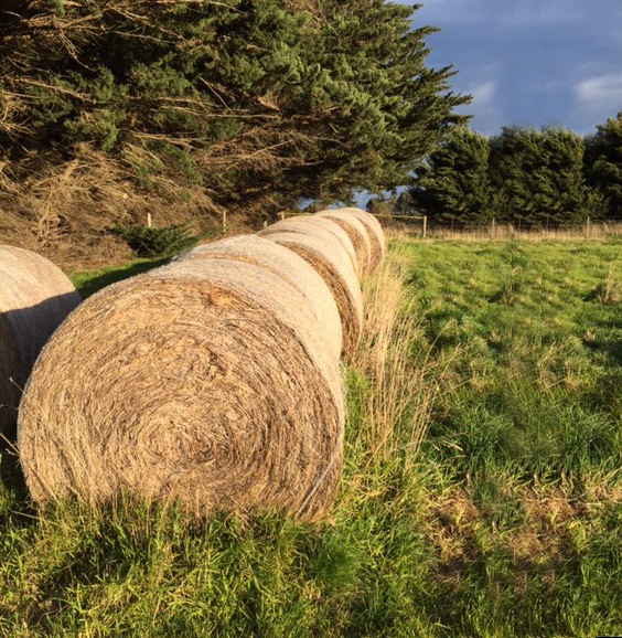 2018 5x4 Round Bales Hay & Fodder Pasture Hay For Sale